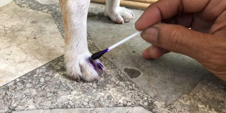 Mi Perro Comio Toques De Violeta